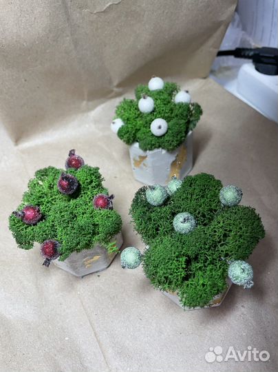 Кашпо из бетона с стабилизированным мхом