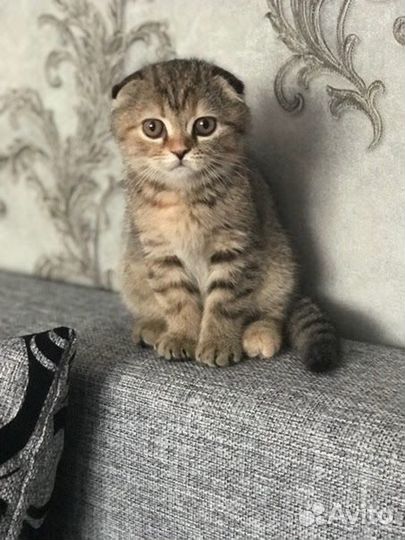 Британские котята
