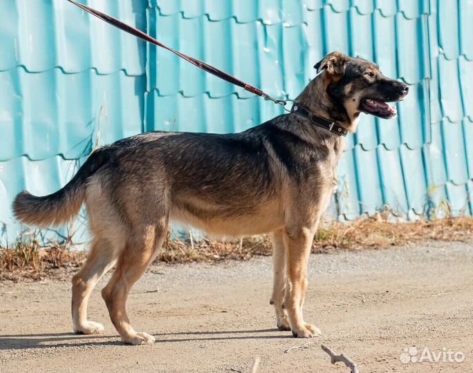 Красивая добрячая собака