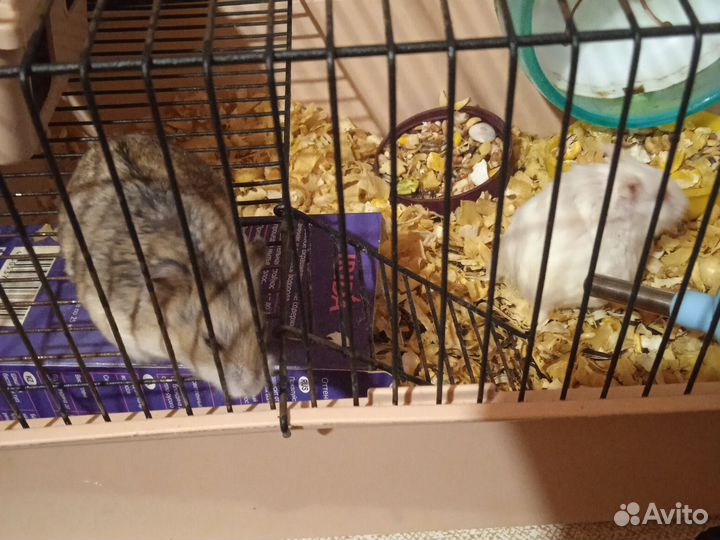 Джунгарские хомяки