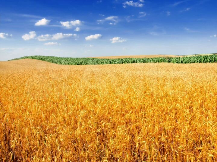 Участок 8 га (СНТ, ДНП)