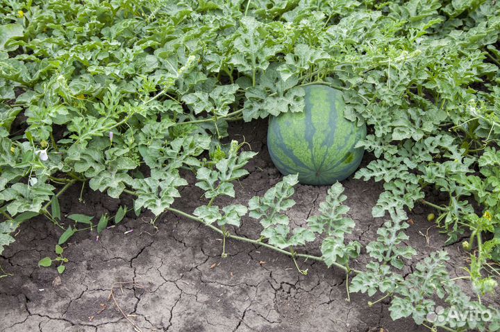 Семена безсемянного арбуза Синсемия F1