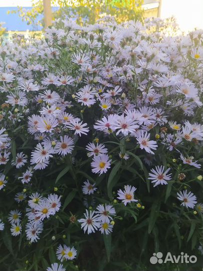 Многолетняя астра