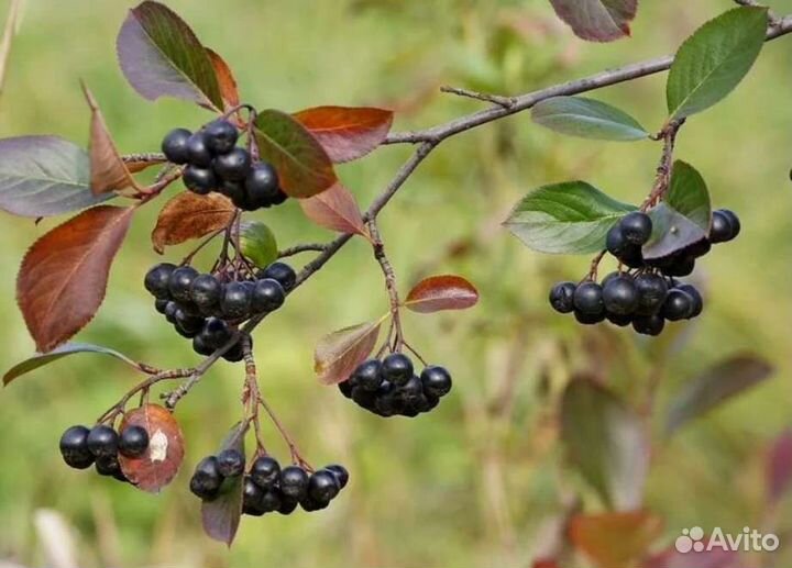 Белая акация, арония, рябина, калина, ясень