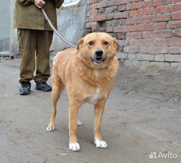 Рыжик в поисках дома