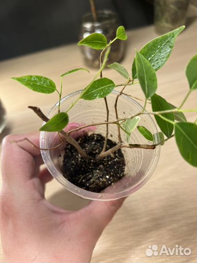 Фикус бенджамина