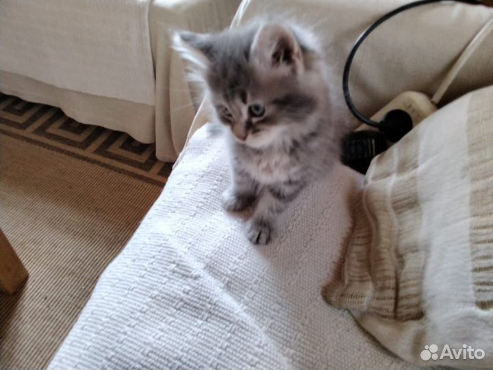 Отдам в добрые руки