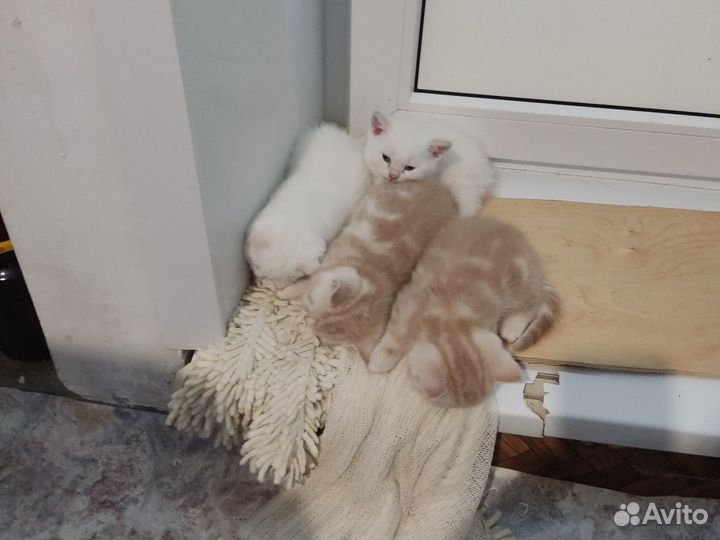 Продам котят, шотландцы