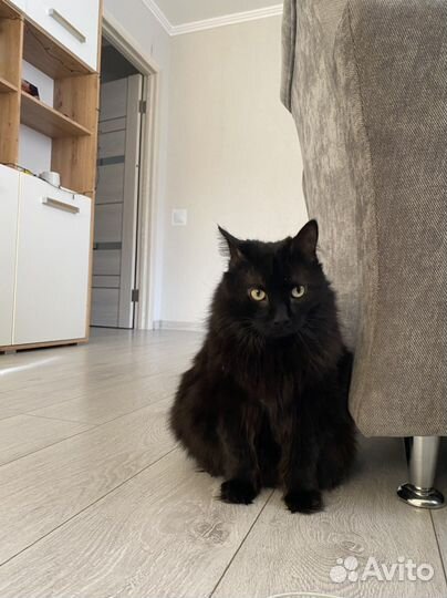 Кошка Пашка в добрые руки