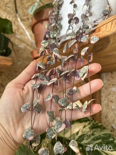 Церопегия вуда вариегатная