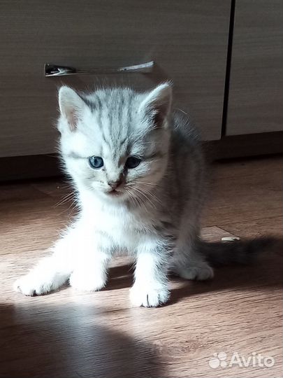 Шотландские котята