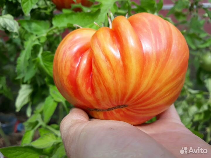 Семена томатов и перцев своего сбора