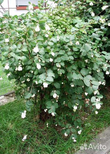 Снежный ягодник