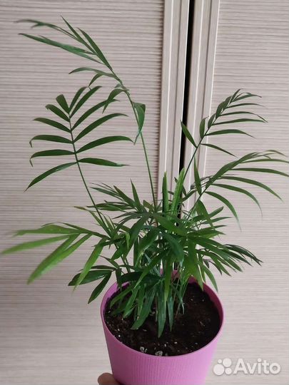 Пальма хамедорея