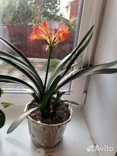 Комнатные цветы кливия