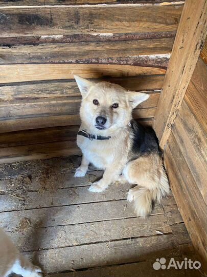 Маленькая собака звонок