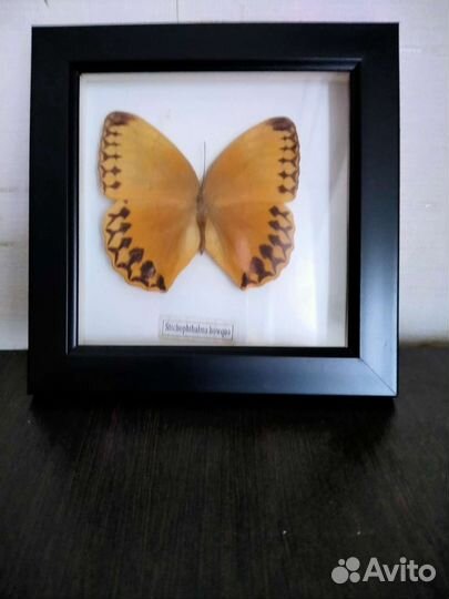 Коллекция бабочек