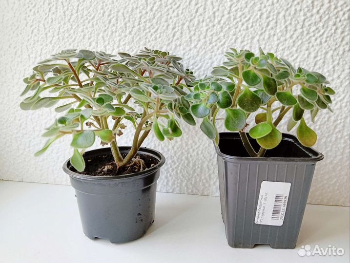 Растения комнатные