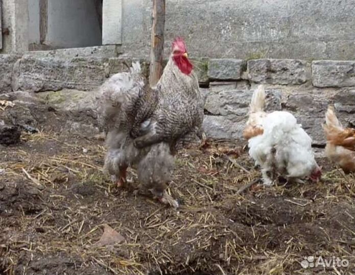 Куриный навоз, сухой