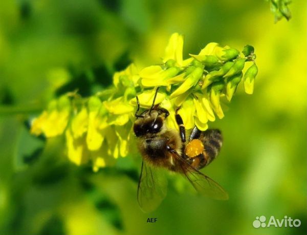 Мед 2024 года из Алтая опт