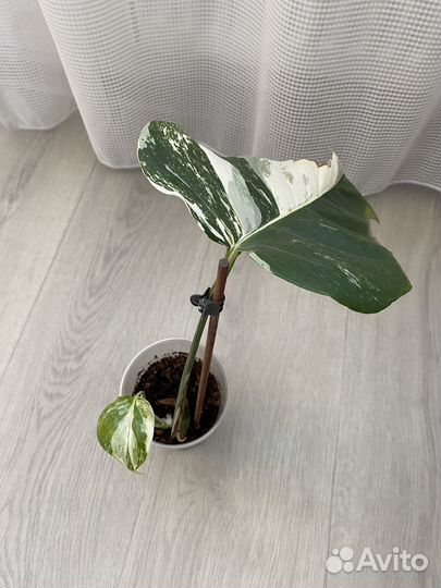 Монстера вариегатная Альба