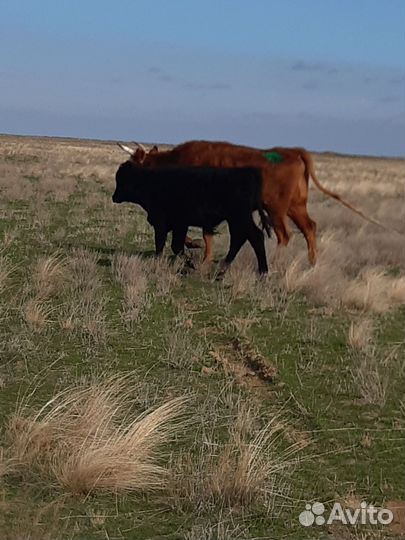 Корова и телята