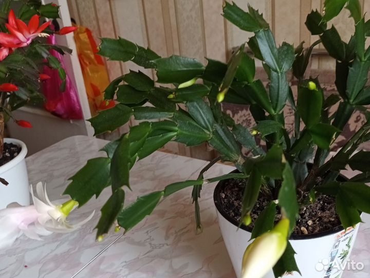 Декабрист белый сортовой и белорозовый и оранжевый