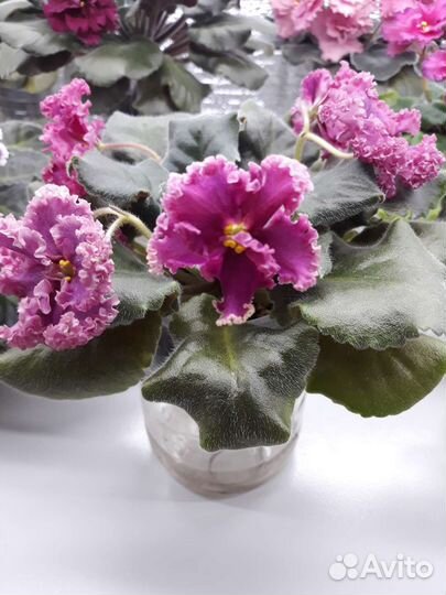 Фиалки, детки, стартёры, листочки