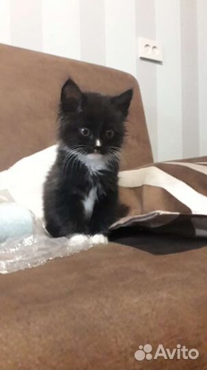 Кошка в дар бесплатно