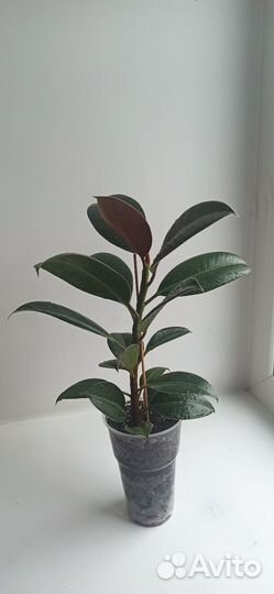 Фикус Мелани