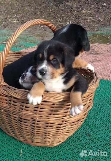 Щенок большой швейцарский зенненхунд (Гросс)