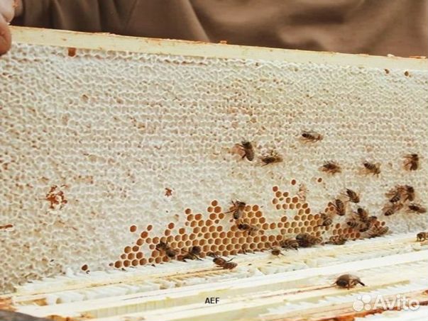 Мёд 2024 года Алтайский оптом