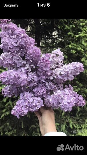 Сирень сортовая Колесникова, французская