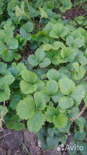 Продам рассаду клубники