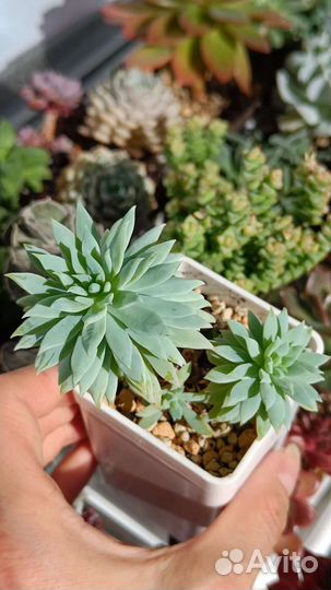 Суккуленты 1