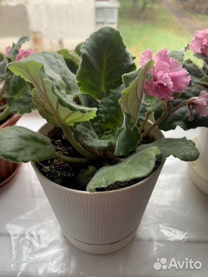 Фиалки цветущие в горшке