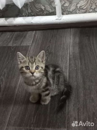 Шотландские котята