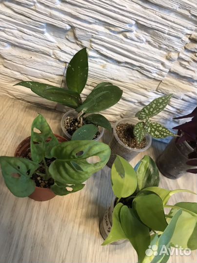 Комнатные растения