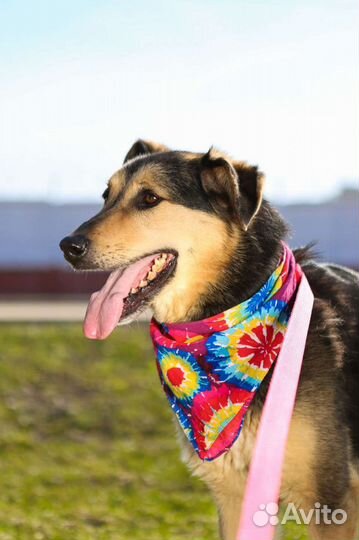 Ферзь в поисках дома