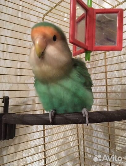 Передержка животных