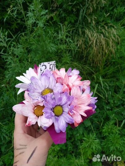 Букет хризантемы ромашки