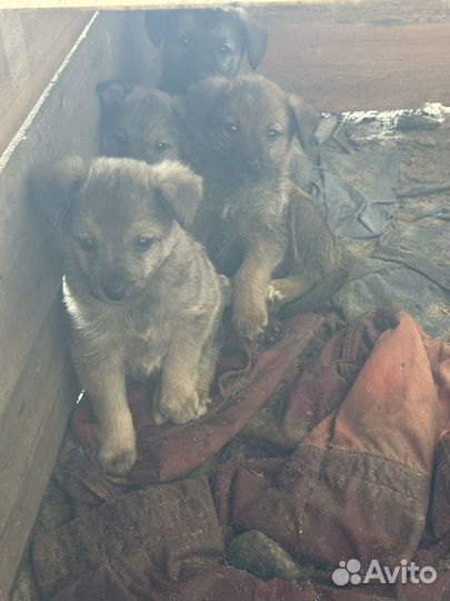 Щенки бесплатно