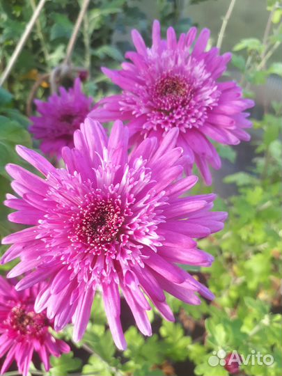 Садовые цветы и растения