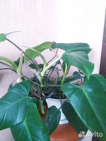 Филодендрон