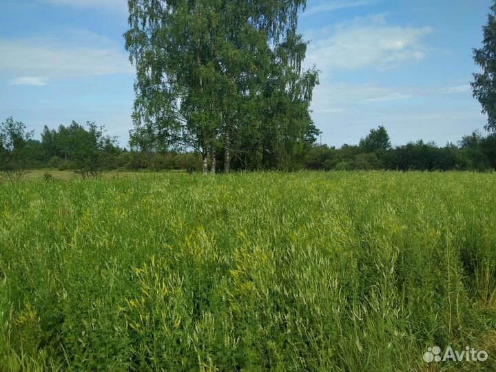 Мёд 2023,со своей пасеки