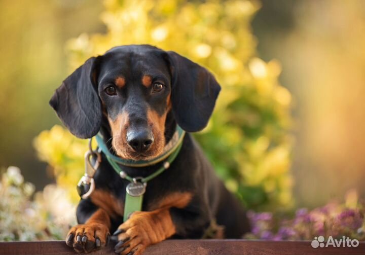 Такса вязка