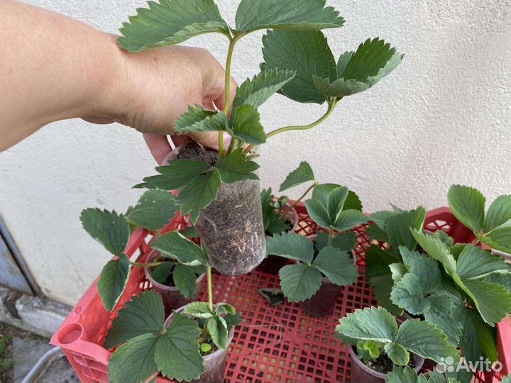 Клубника Пурпурное чудо