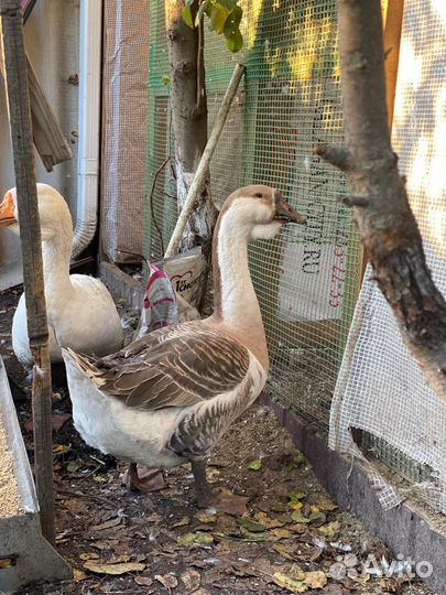 Гуси на племя