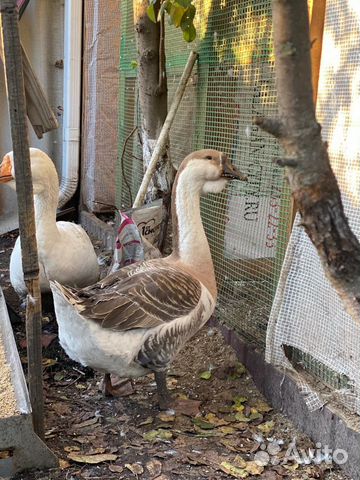Гуси на племя