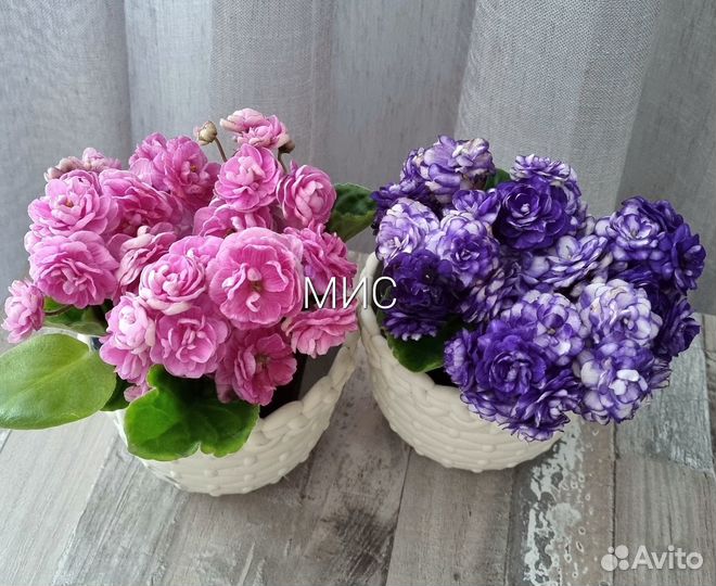 Сортовые фиалки